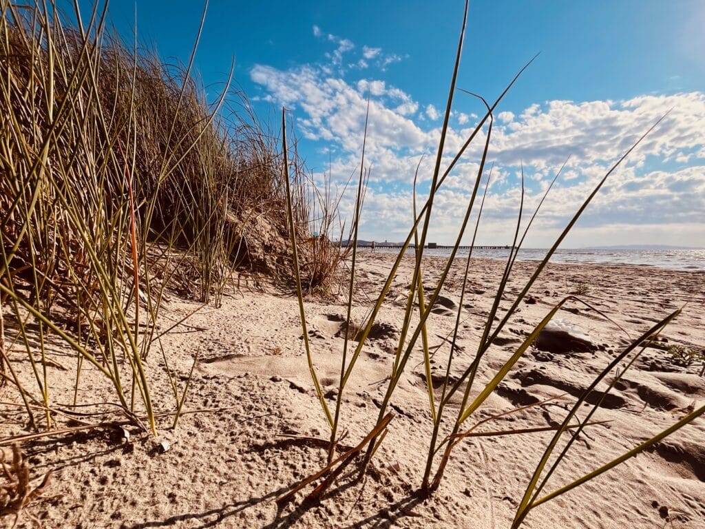 Escursione alla Spiaggia del Puntone - Dune italiane