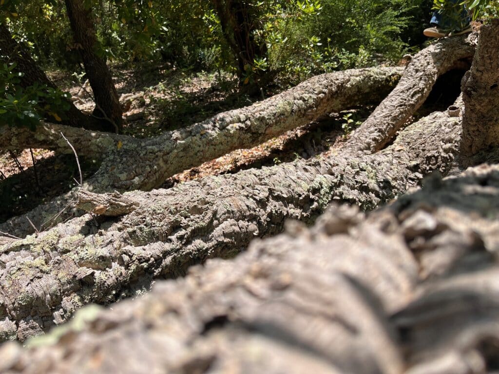 Quercia da sughero abbattuta dalla tempesta nella foresta di lecci